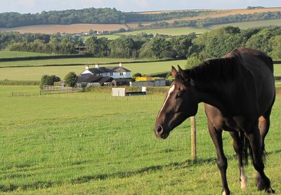 Horse at Bournestream 